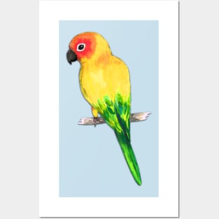 Sun conure Posters and Art